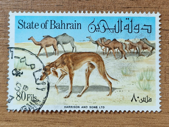 Bahrain Stamp 1977. Saluki, Dromedary. Sc: BH 256b. Used.